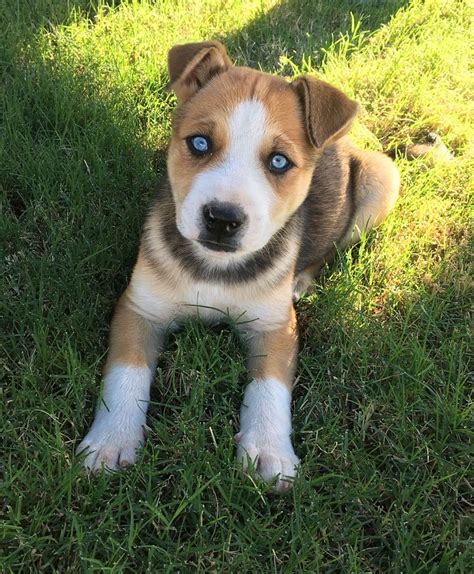 By talking to the breeder about the other parent breed, you can get a good idea of what sort of energy range to prepare for in your puppy. . Pitbull husky mix for sale